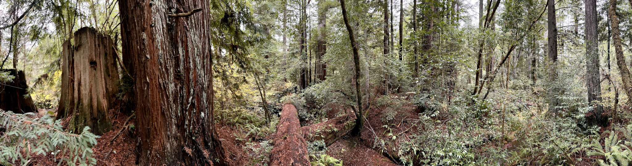 Coastal Redwoods